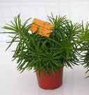 Homemeetsnature - Kamerplanten